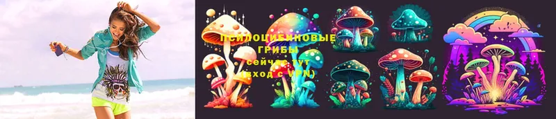 где можно купить   Лобня  Псилоцибиновые грибы Psilocybine cubensis 